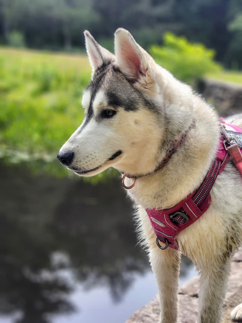 A husky in a pink harness standing on the grass beside a pond