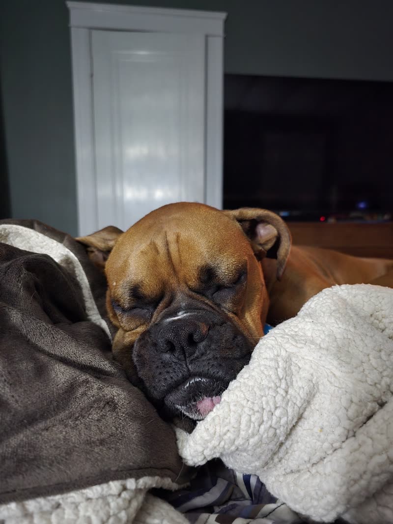Two boxers curled up asleep together under a blanket, one resting its head on the other