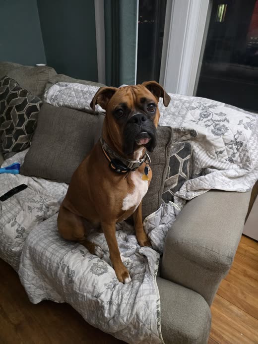 A fawn boxer sitting upright and alert on a blanket-covered sofa
