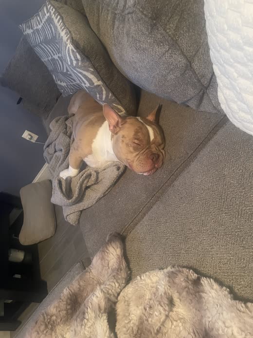 A tan-and-white bulldog-type dog asleep on its side on a grey sofa