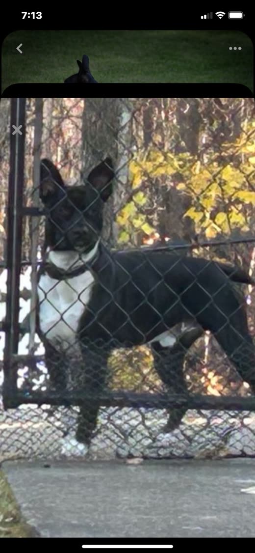 A black-and-white dog standing in the fenced outdoor play yard, seen on the live webcam feed