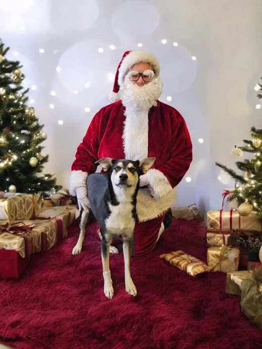 A small tricolour dog sitting on Santa's lap in front of a Christmas tree backdrop