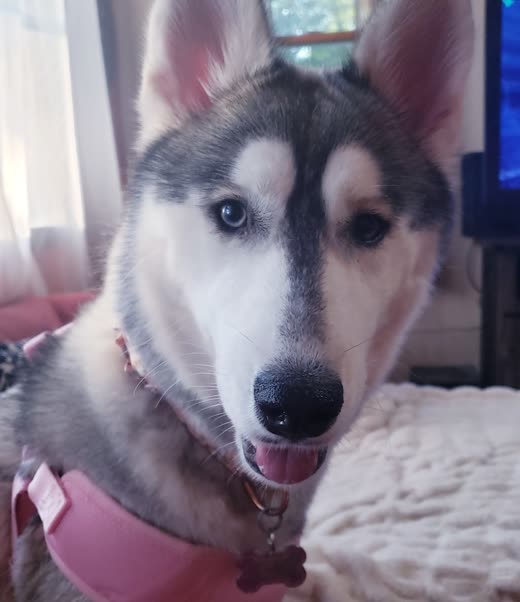 A husky puppy in a pink collar resting on a cream blanket